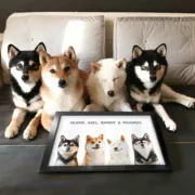 custom pet portrait-multiple pets